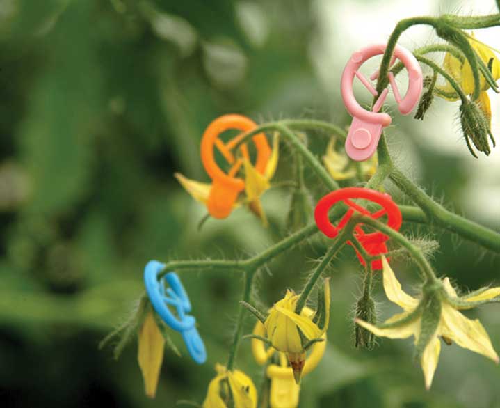 MARCADORES DE FLORES DE TOMATES